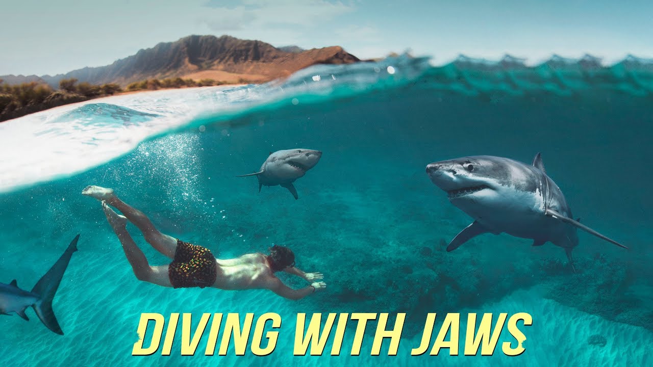 Diving with Sharks NO Cage!? - Oahu Hawaii