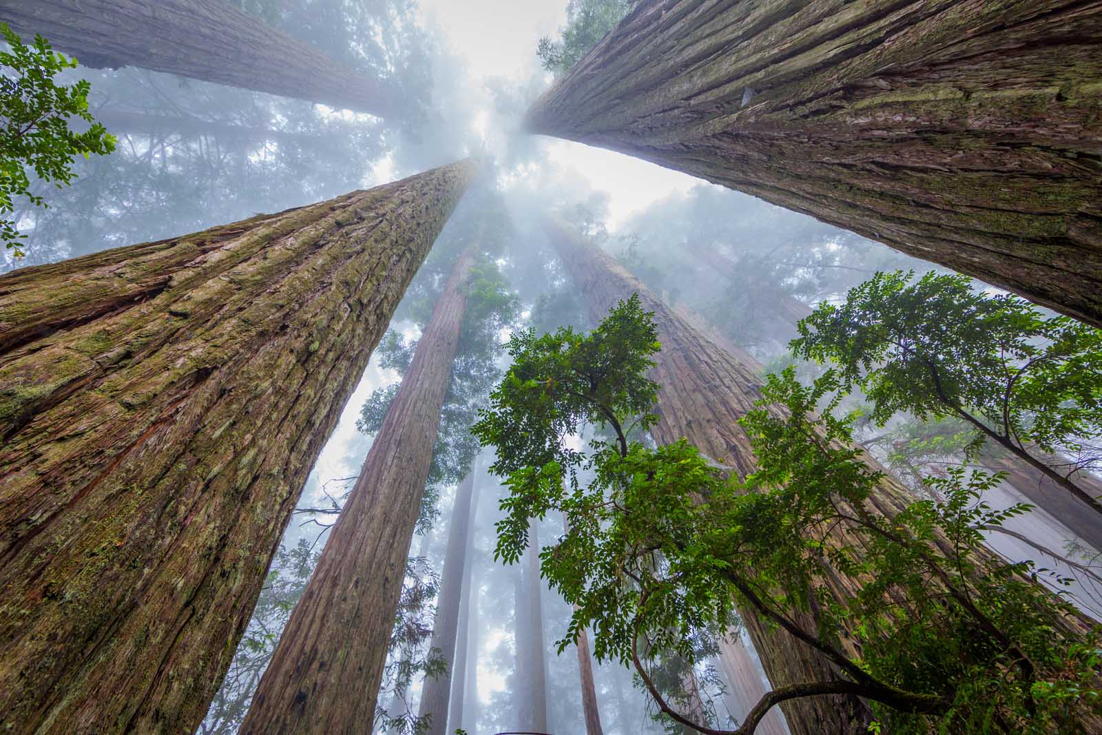 The Complete Guide to Visiting Redwood National Park