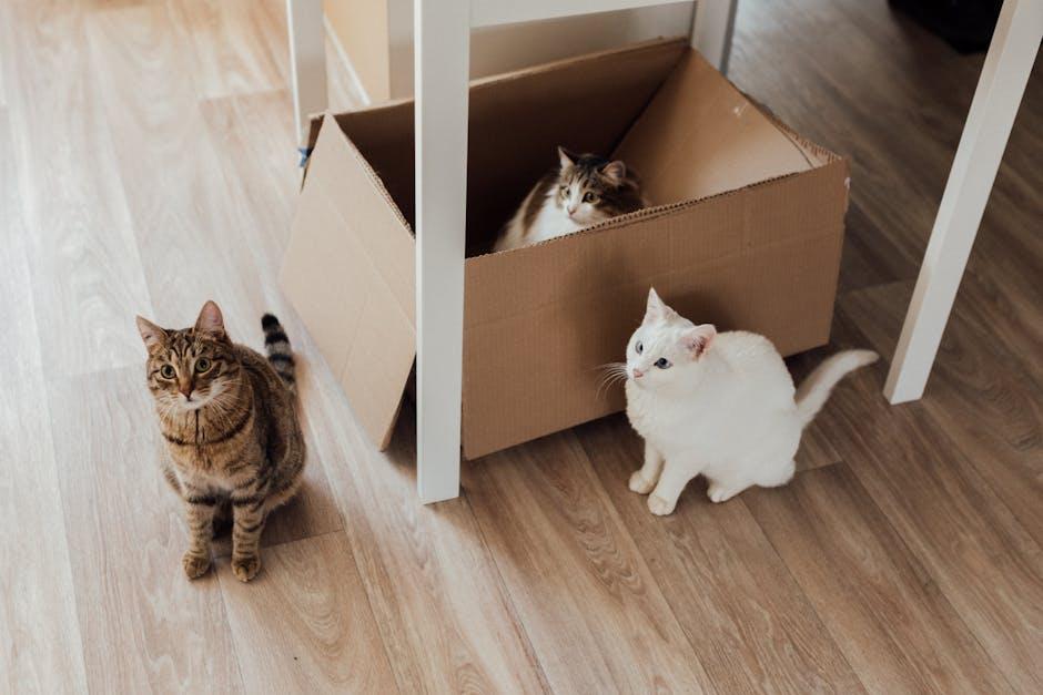 Best Pet-Friendly Destinations to Explore Together