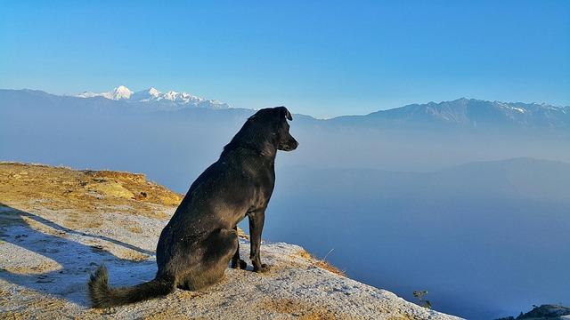 Finding Pet-Friendly Accommodations Like a Pro