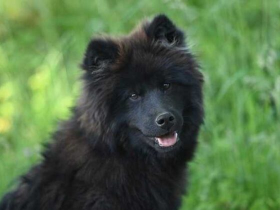 Pet-Friendly Adventures: Travel Tips for You and Your Furry Pal!