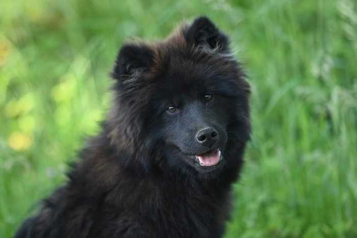Pet-Friendly Adventures: Travel Tips for You and Your Furry Pal!