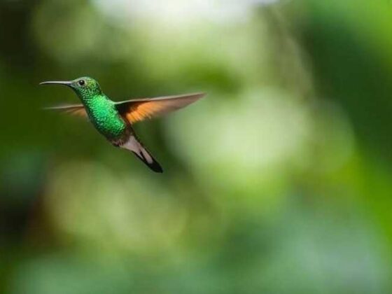 Flying Smart: Easy Travel Tips for Stress-Free Air Trips!
