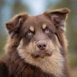 Paws & Planes: Top Tips for Traveling with Your Pet!