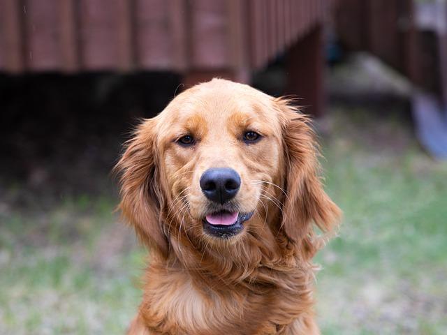 Choosing the ‌Best Pet-friendly ‌destinations for Your Next Getaway